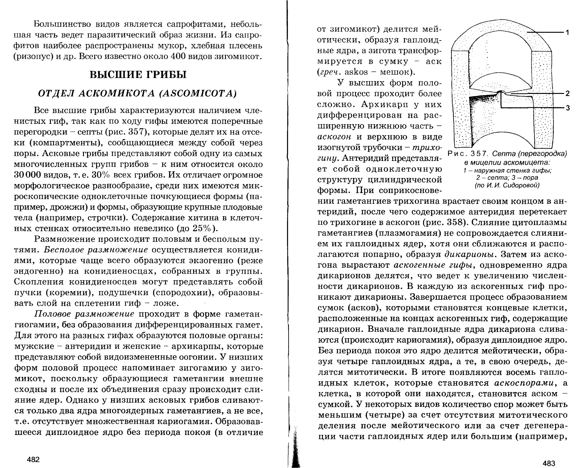 ВЫСШИЕ ГРИБЫ. Отдел Аскомицеты  (ASCOMICOTA)