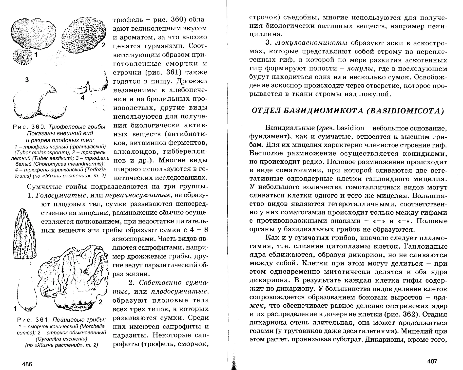 ОТДЕЛ БАЗИДИОМИКОТА (BASIDIOMICOTA)