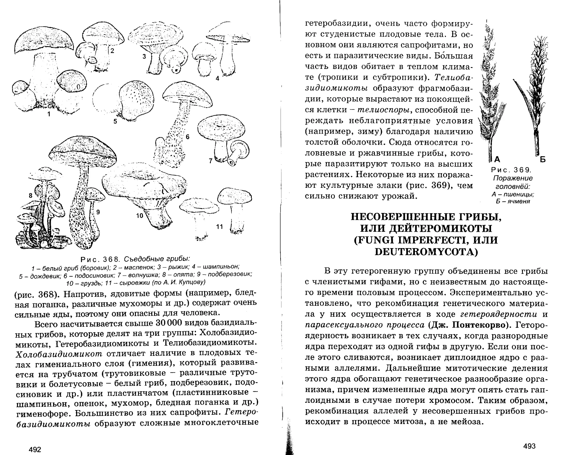 НЕСОВЕРШЕННЫЕ ГРИБЫ, ИЛИ ДЕЙТЕРОМИКОТЫ (FUNGI IMPERFECTI, ИЛИ DEUTEROMYCOTA)