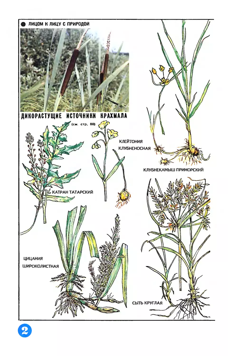 [Лицом к лицу с природой] — Рис. З. Флоринской — Дикорастущие источники крахмала.