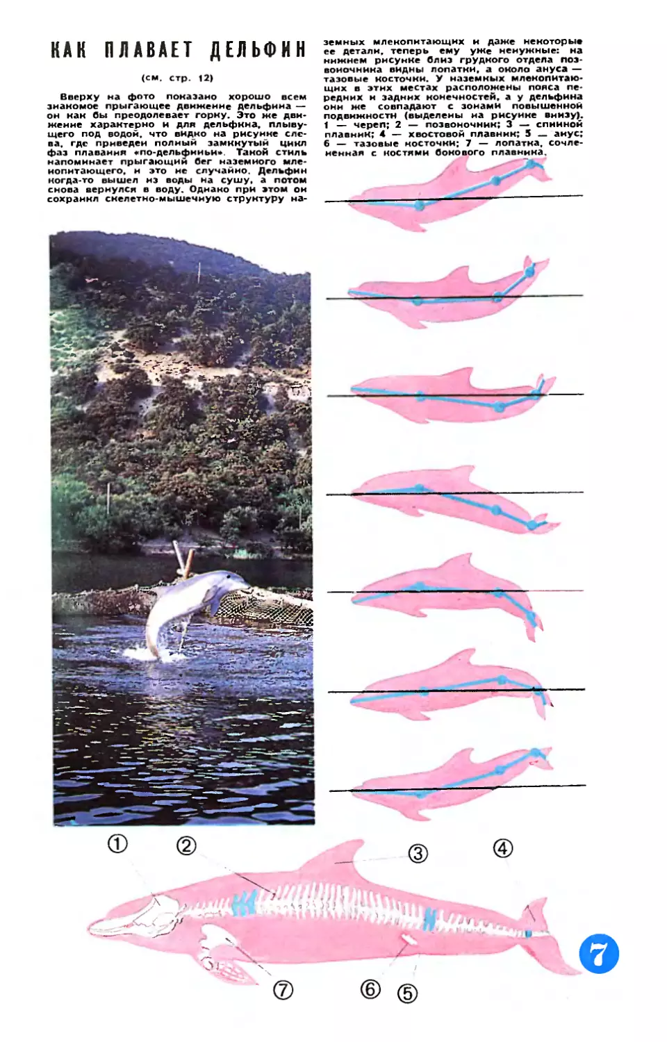 Рис. И. Разиной — Как плавает дельфин.