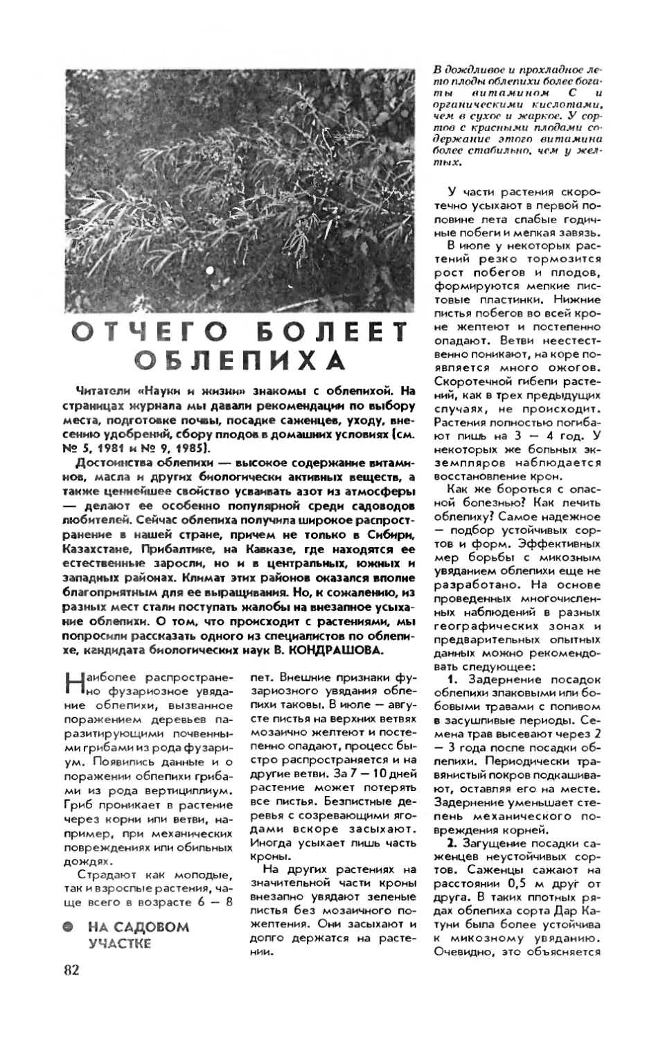 В. КОНДРАШОВА, канд. биол. наук — Отчего болеет облепиха