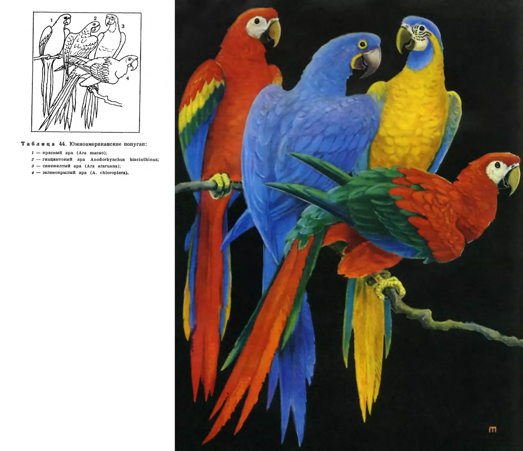 44. Южноамериканские попугаи