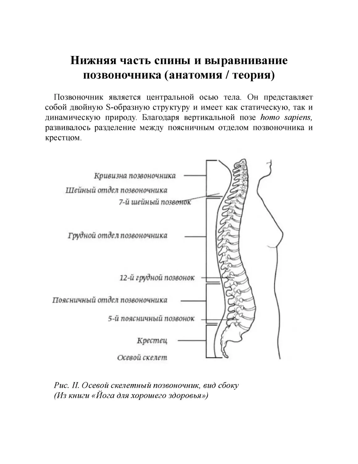 ﻿Нижняя часть спины и выравнивание позвоночника øанатомия / теория