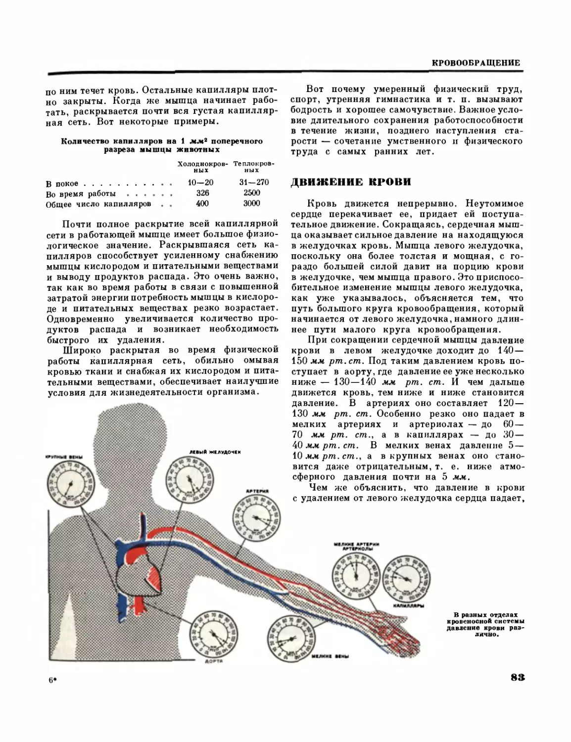 Движение  крови