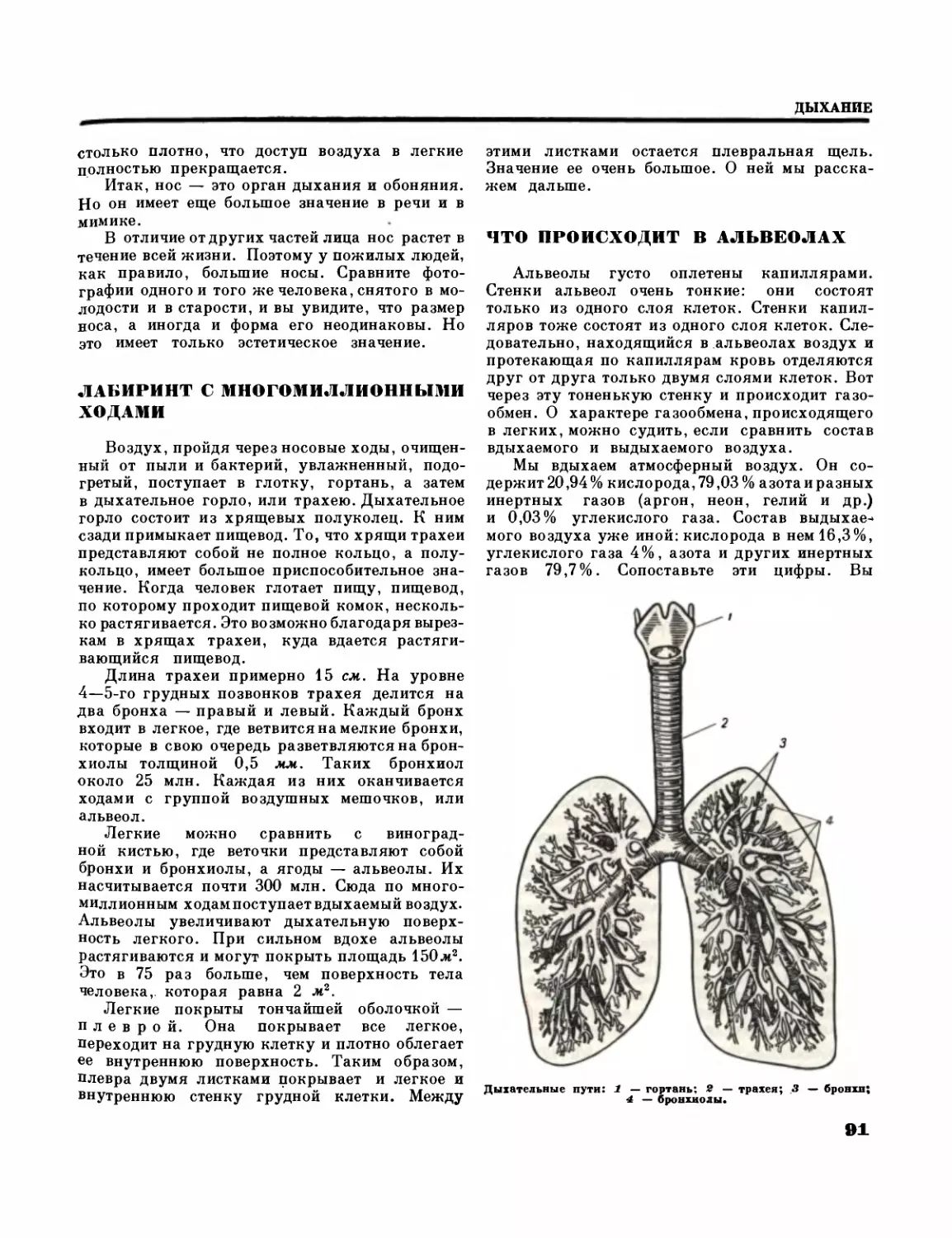 Лабиринт с многомиллионными ходами
Что происходит в альвеолах