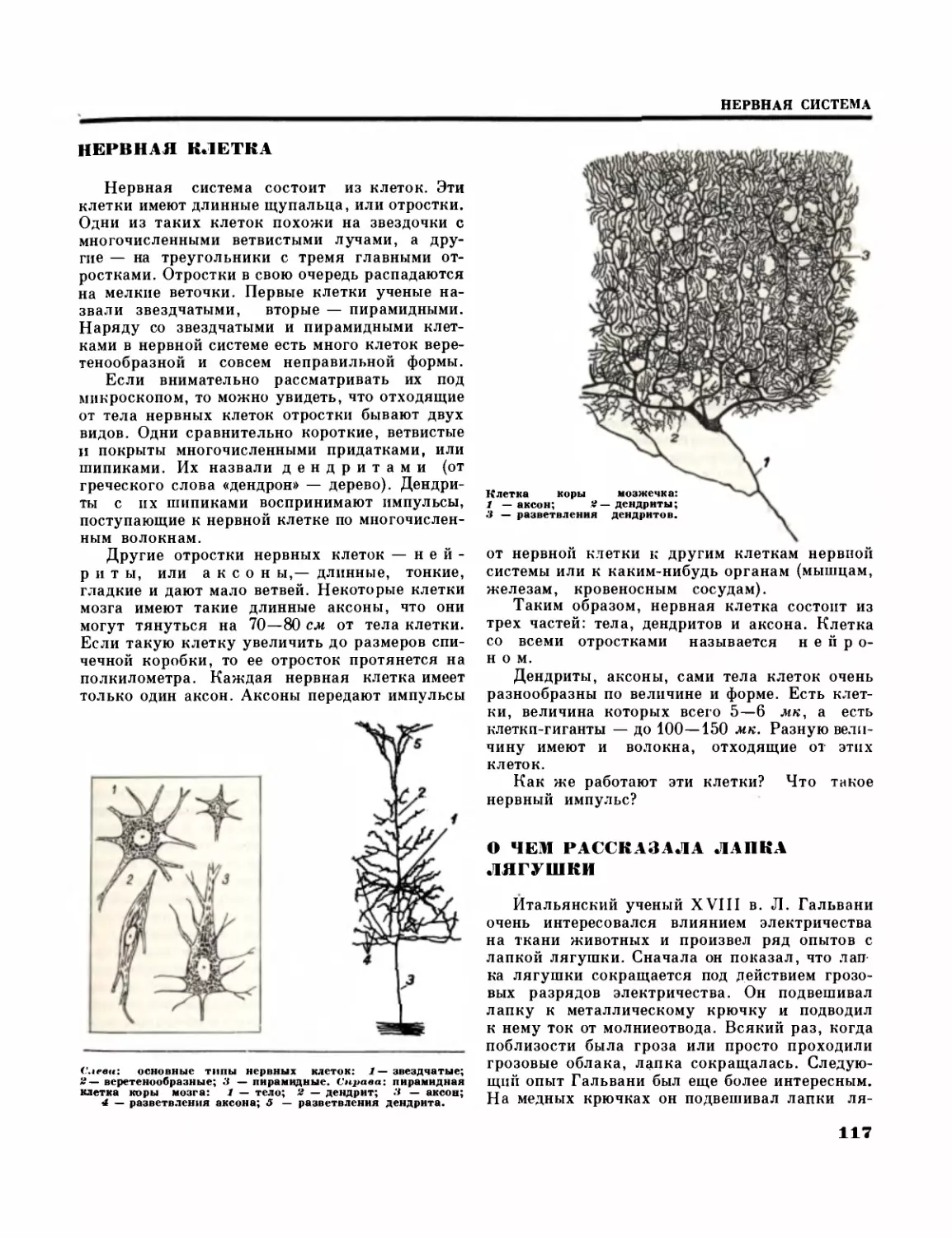 Нервная клетка
О чём рассказала лапка лягушки