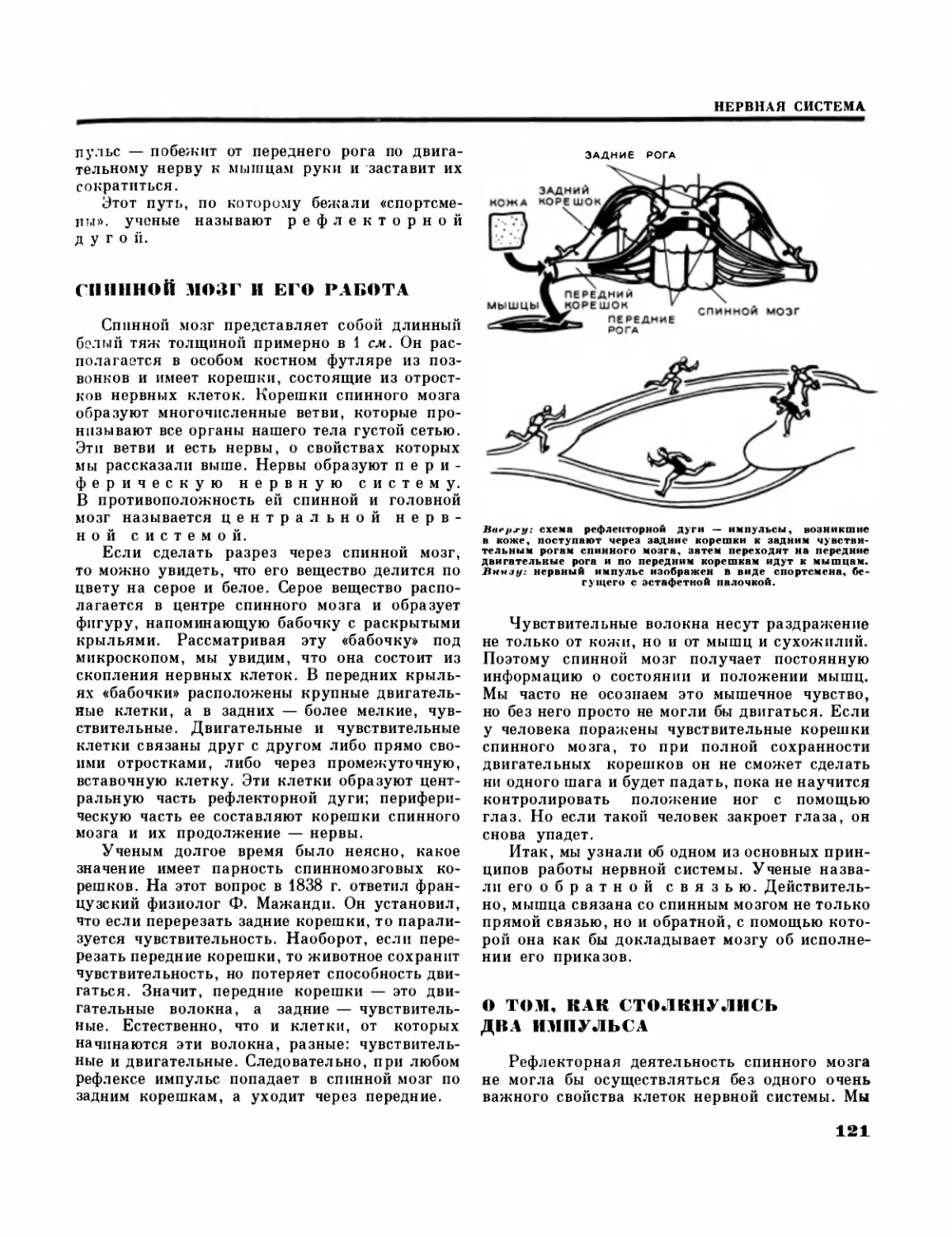 Спинной мозг и его работа
О том, как столкнулись два импульса