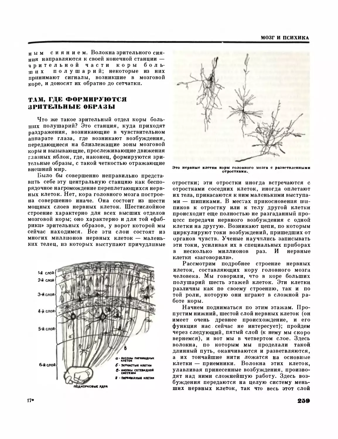 Там, где формируются  зрительные  образы