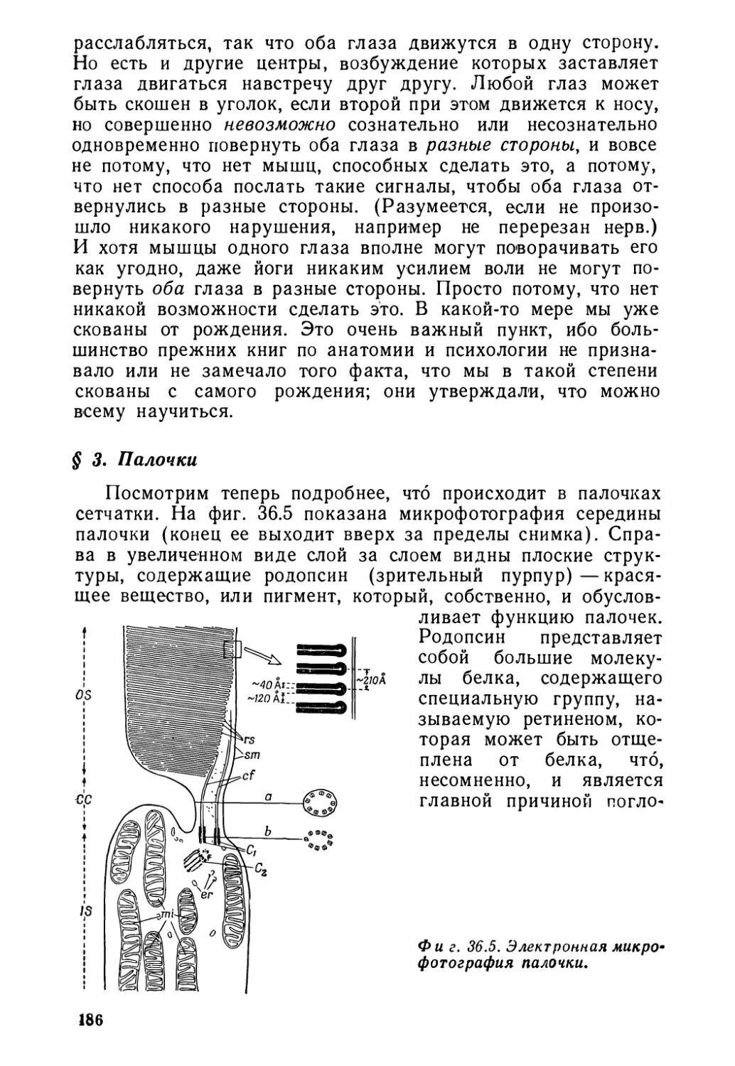 § 3. Палочки