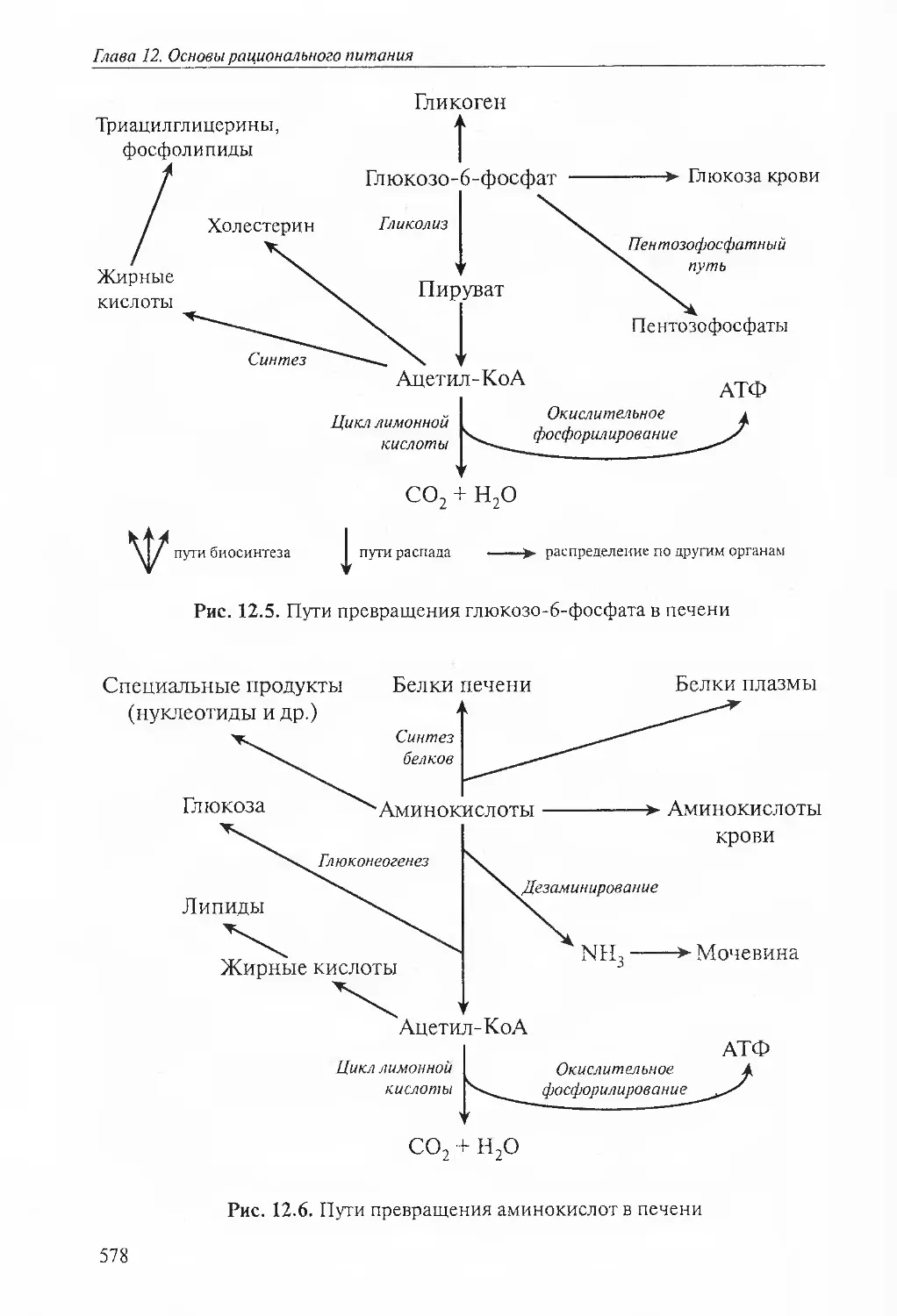 Внутриклеточный метаболизм глюкозы схема