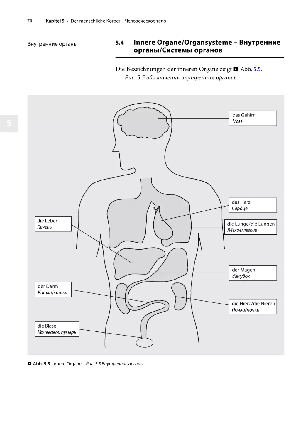 5.4 Innere Organe/Organsysteme – Внутренние органы/Системы органов