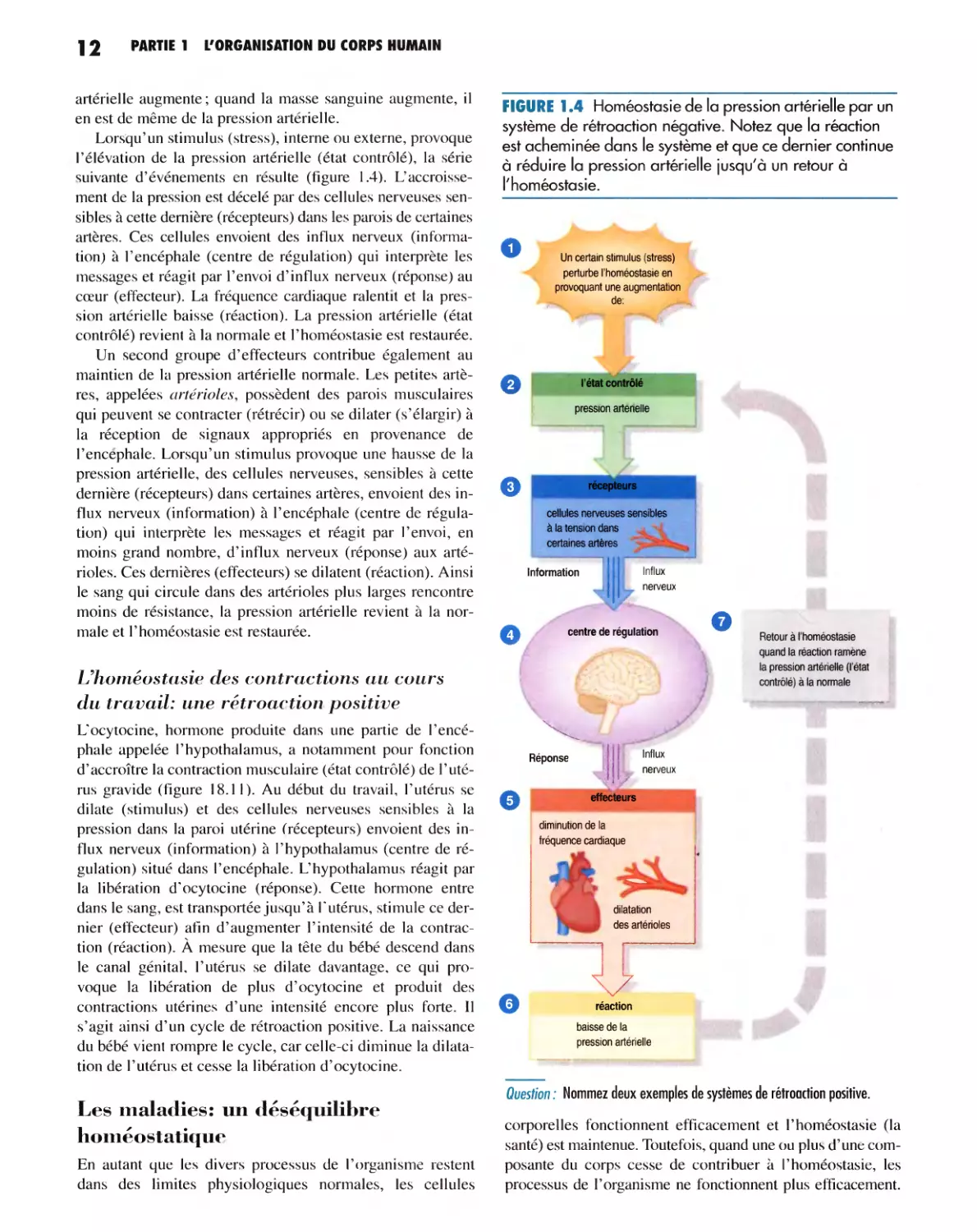 L'homéostasie des contractions au cours du travail : une rétroaction positive
Les maladies : un déséquilibre homéostatique