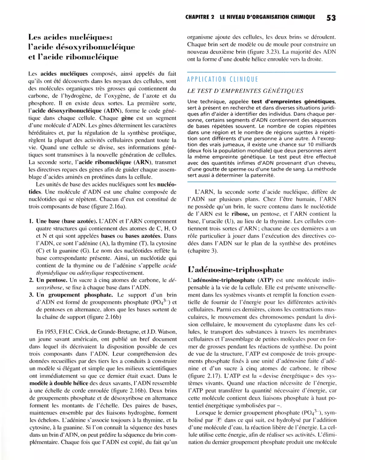 Les acides nucléiques : l'acide désoxyribonucléique et l'acide ribonucléique
L'adénosine-triphosphate