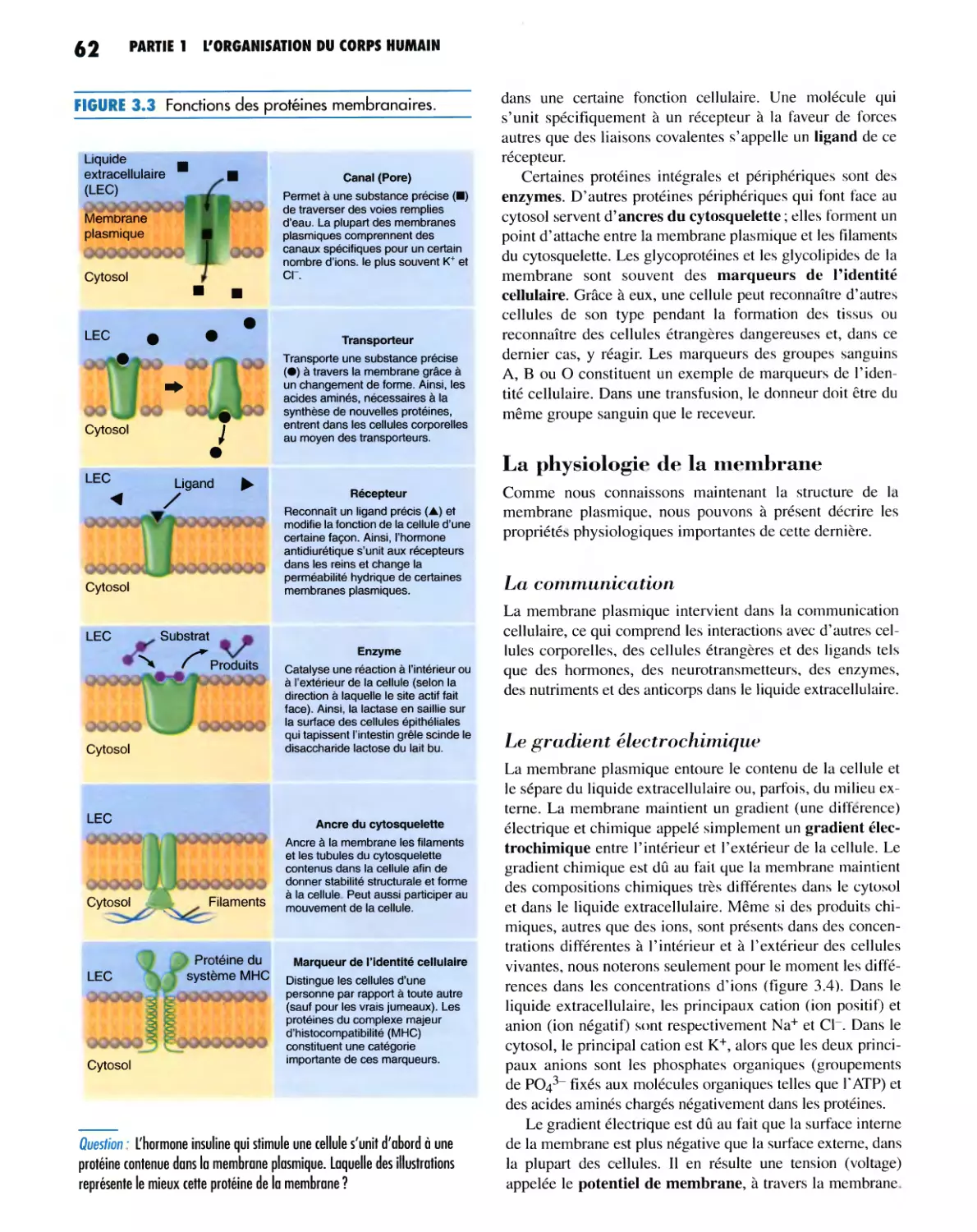 La physiologie de la membrane
Le gradient électrochimique