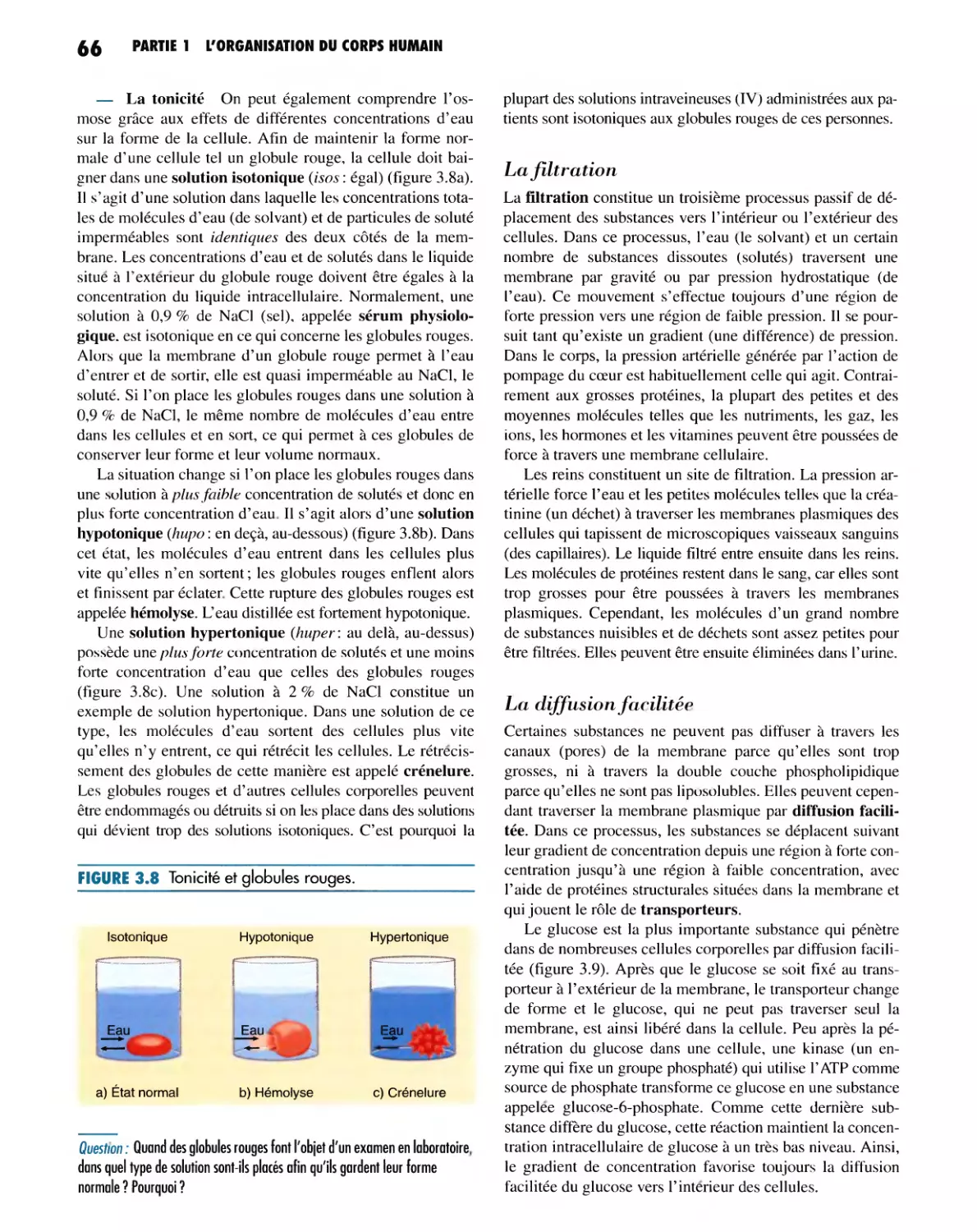 La filtration
La diffusion facilitée