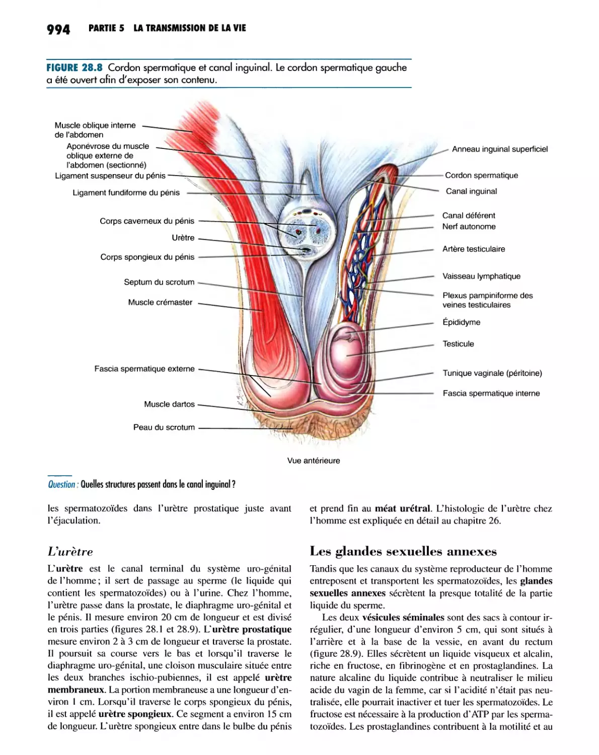 L'urètre
Les glandes sexuelles annexes