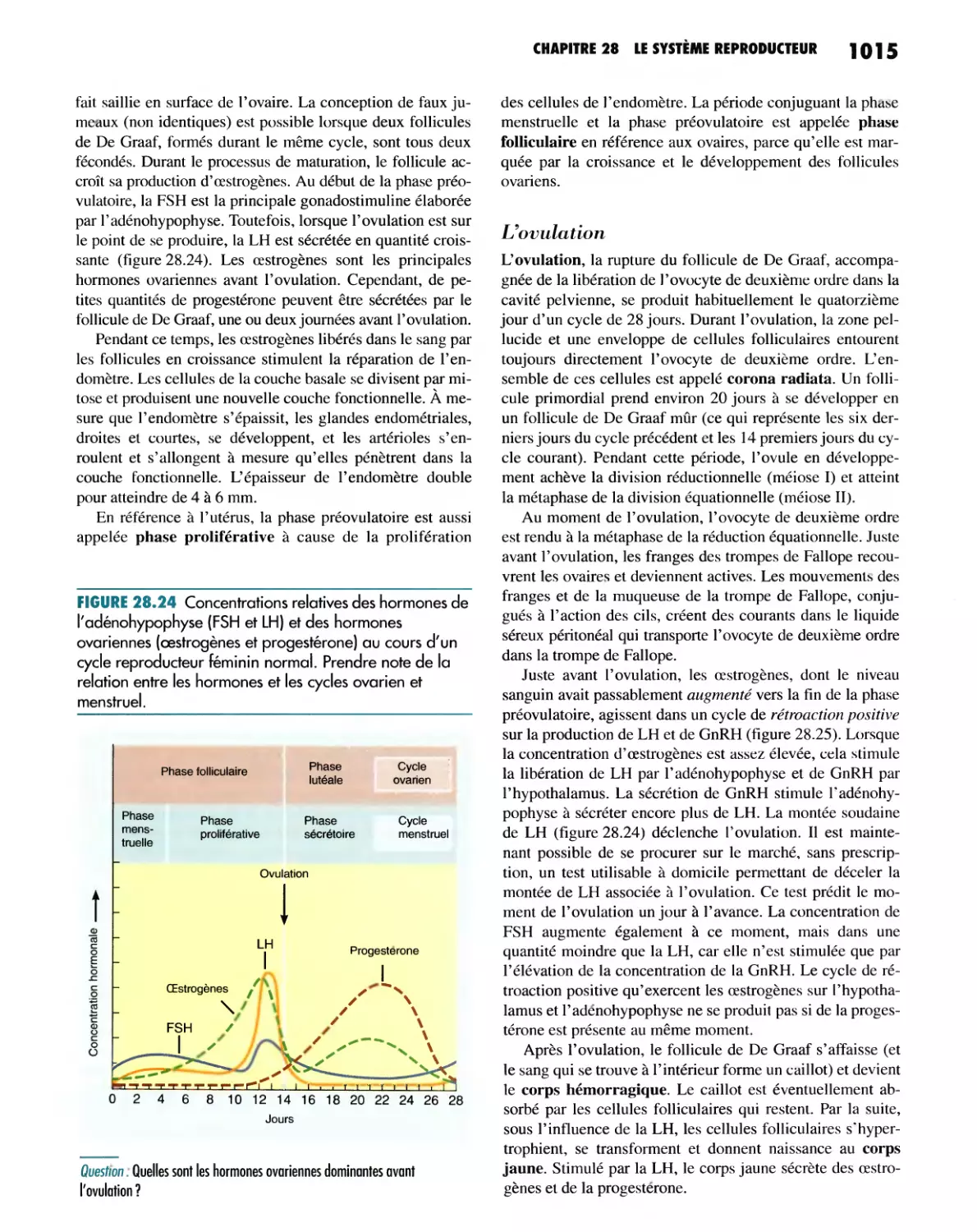 L'ovulation