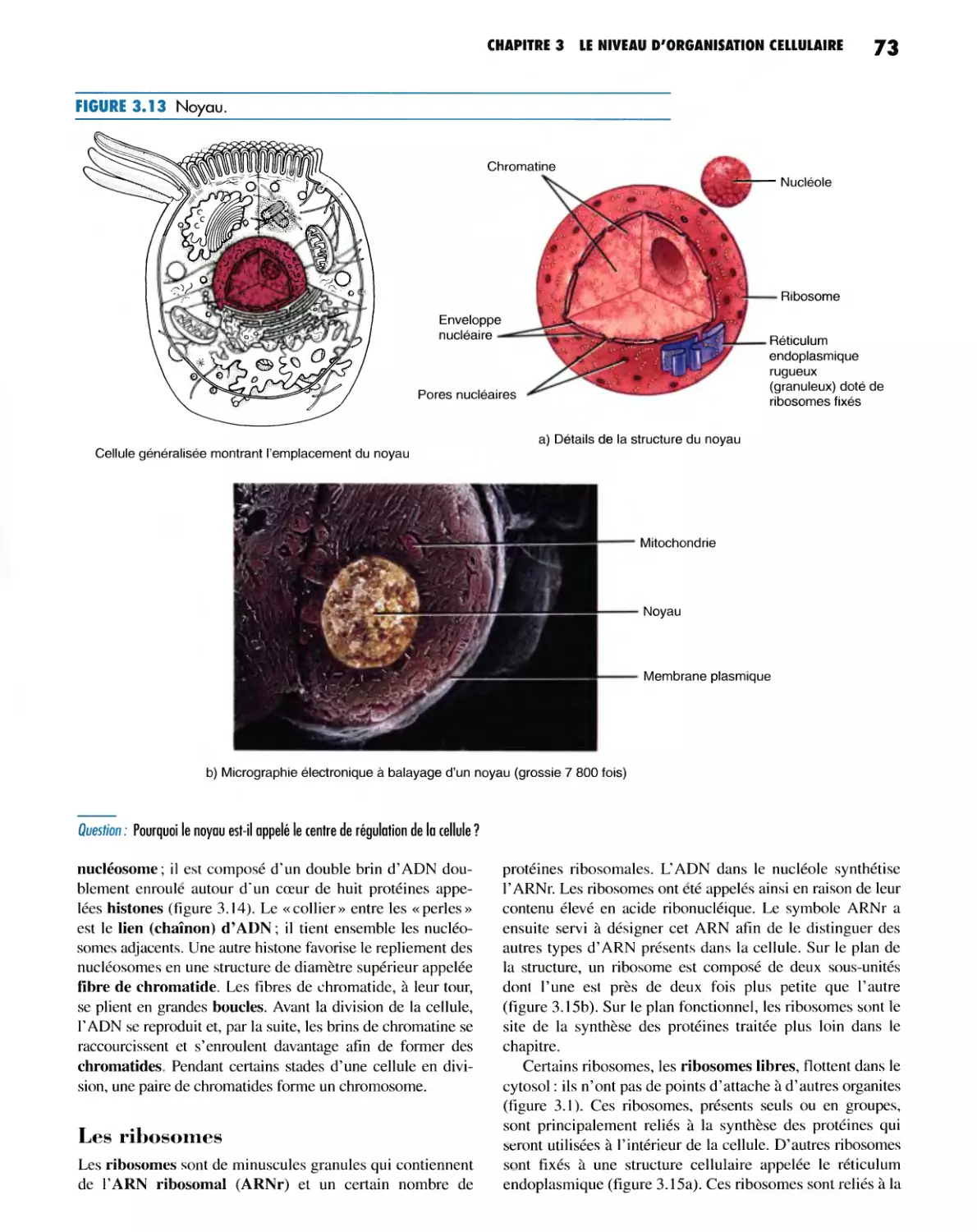 Les ribosomes