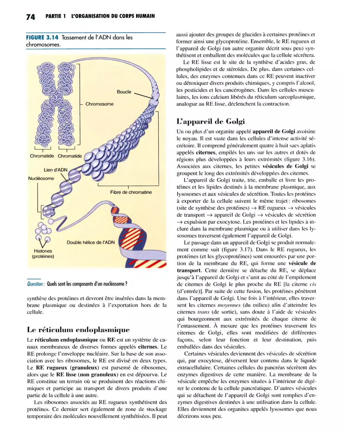Le réticulum endoplasmique
L'appareil de Golgi