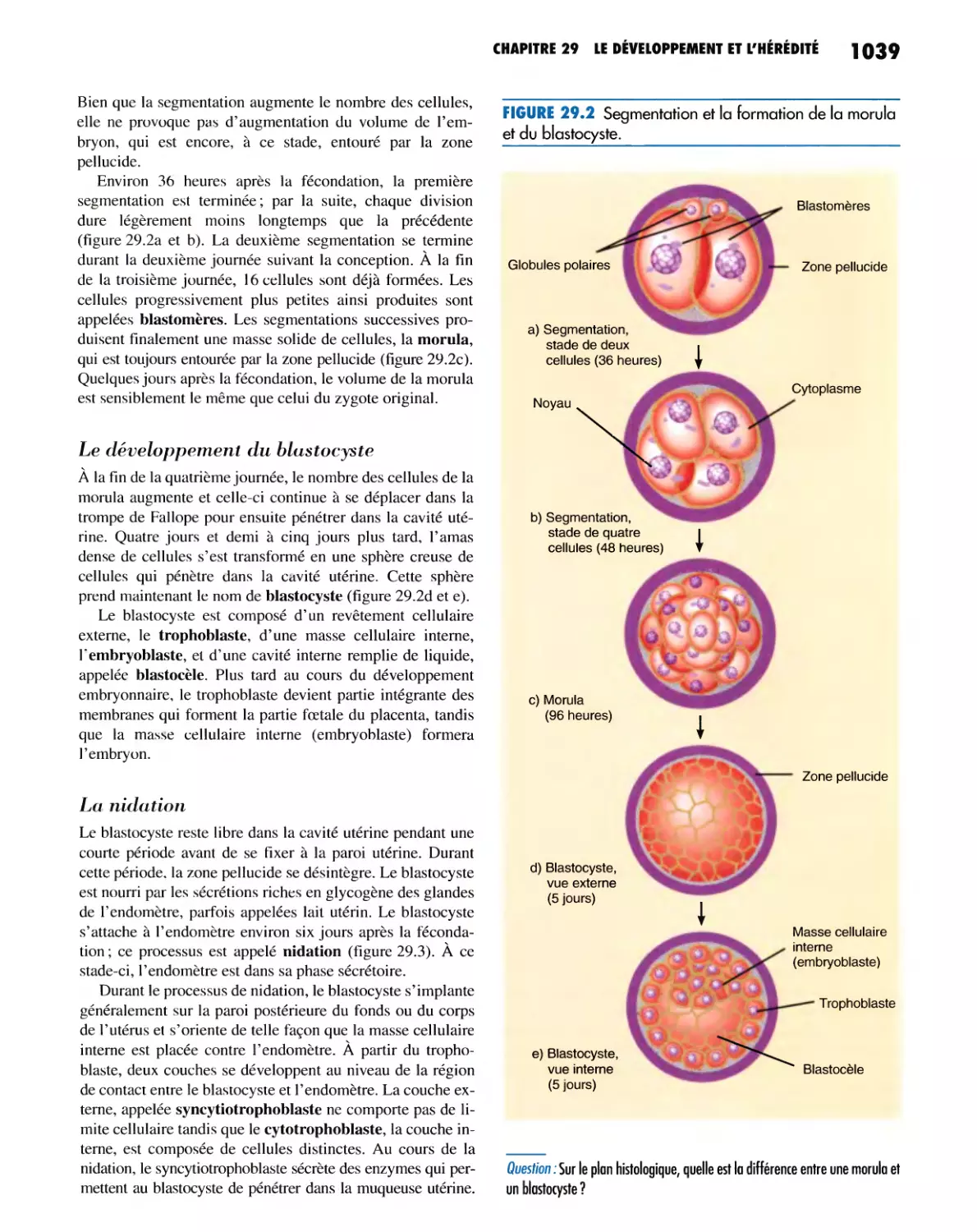 Le développement du blastocyste
La nidation