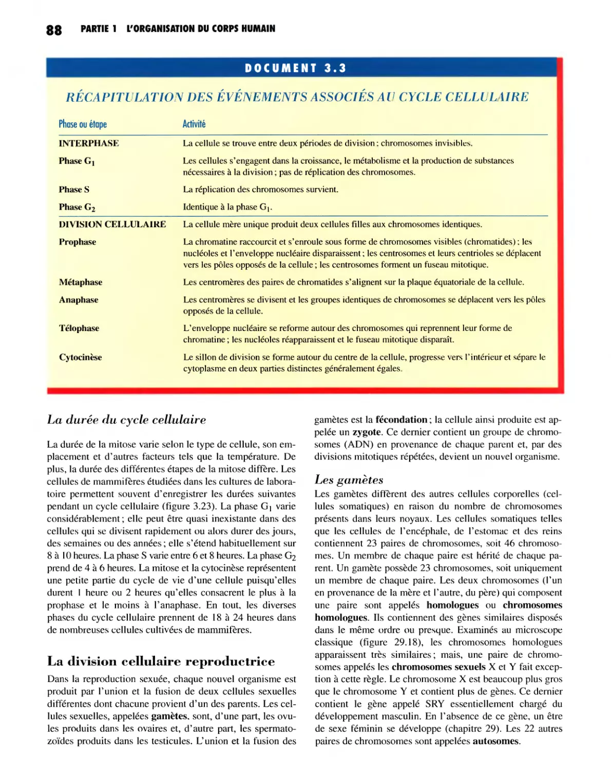 La durée du cycle cellulaire
La division cellulaire reproductrice