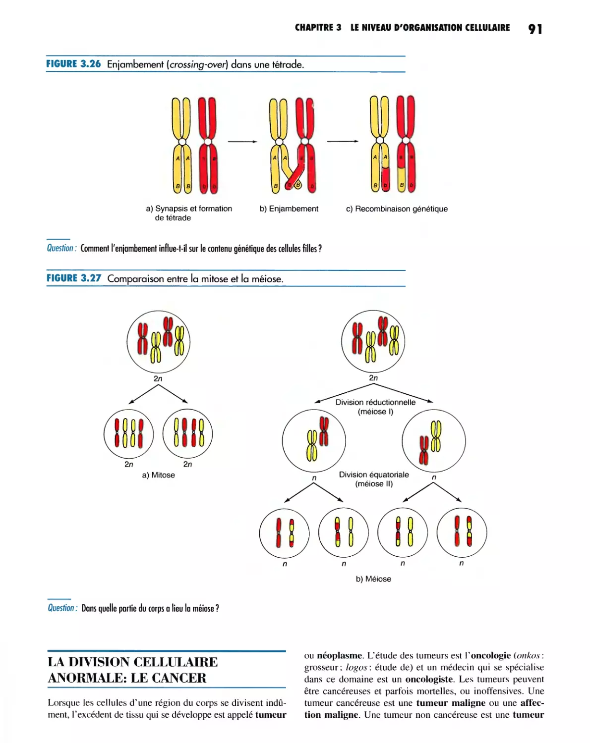 LA DIVISION CELLULAIRE ANORMALE : LE CANCER