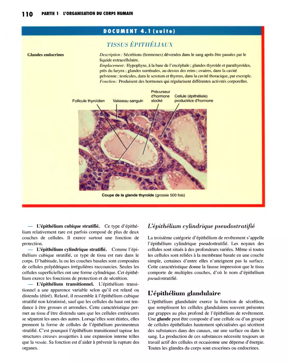 L'épithélium cylindrique pseudostratifié
L'épithélium glandulaire