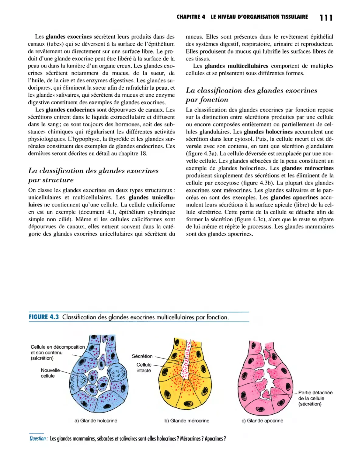 La classification des glandes exocrines par fonction