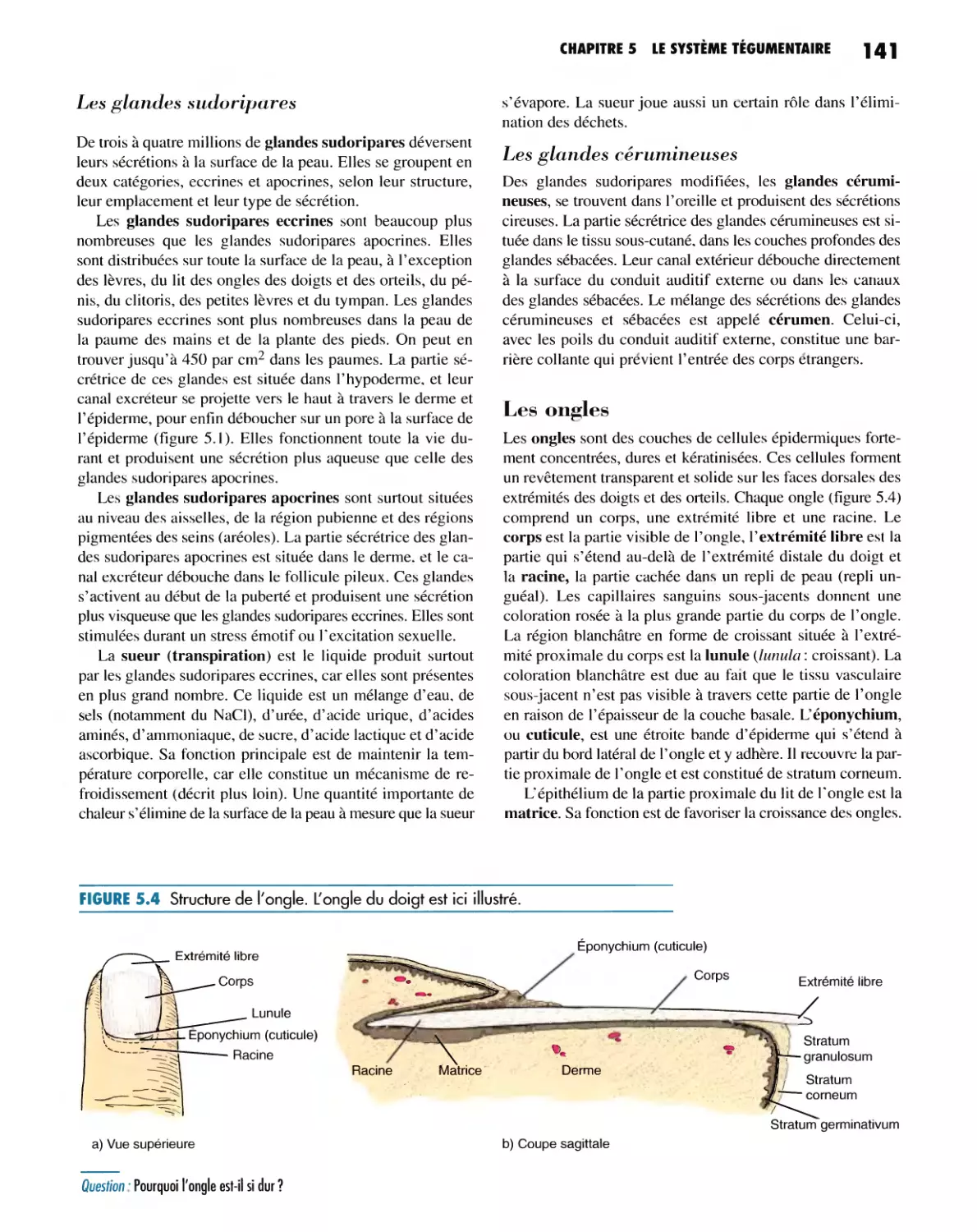 Les glandes sudoripares
Les glandes cérumineuses
Les ongles