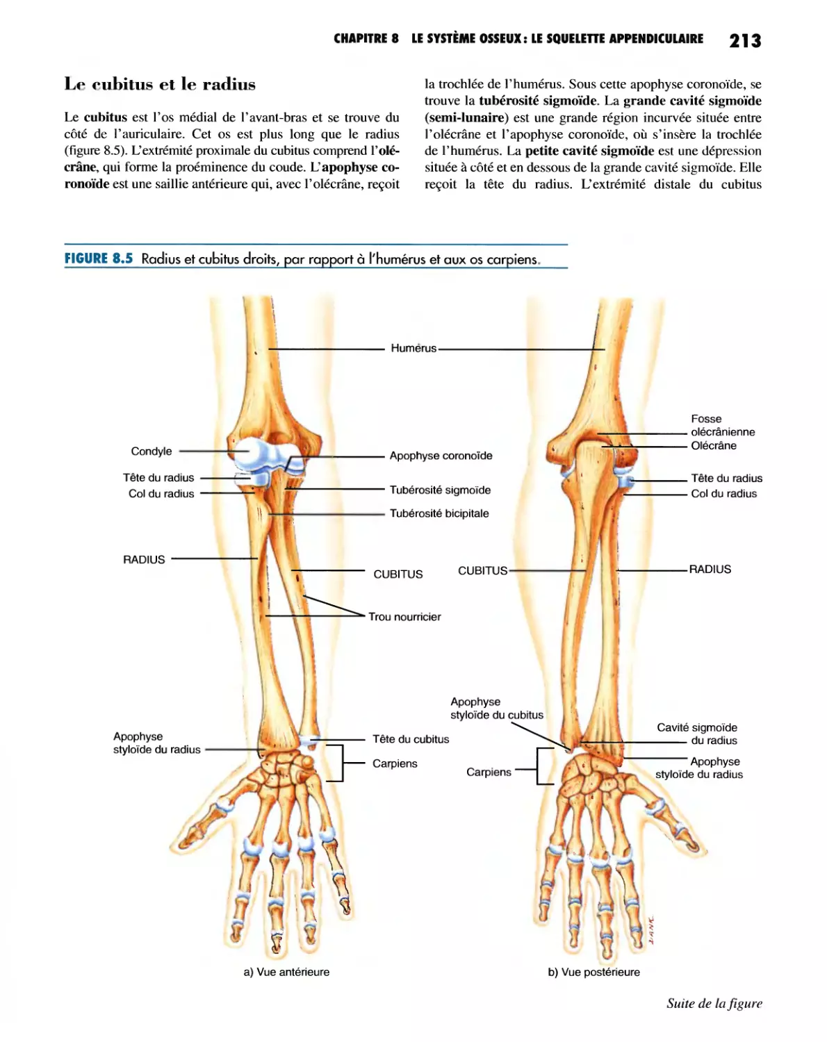 Le cubitus et le radius