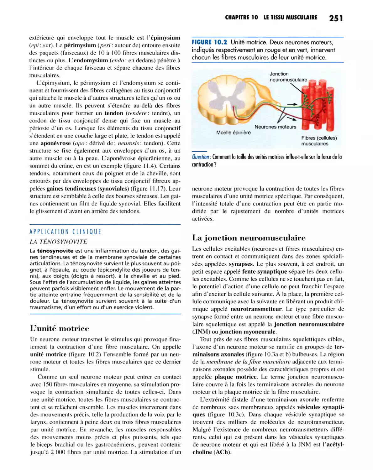 L'unité motrice
La jonction neuromusculaire