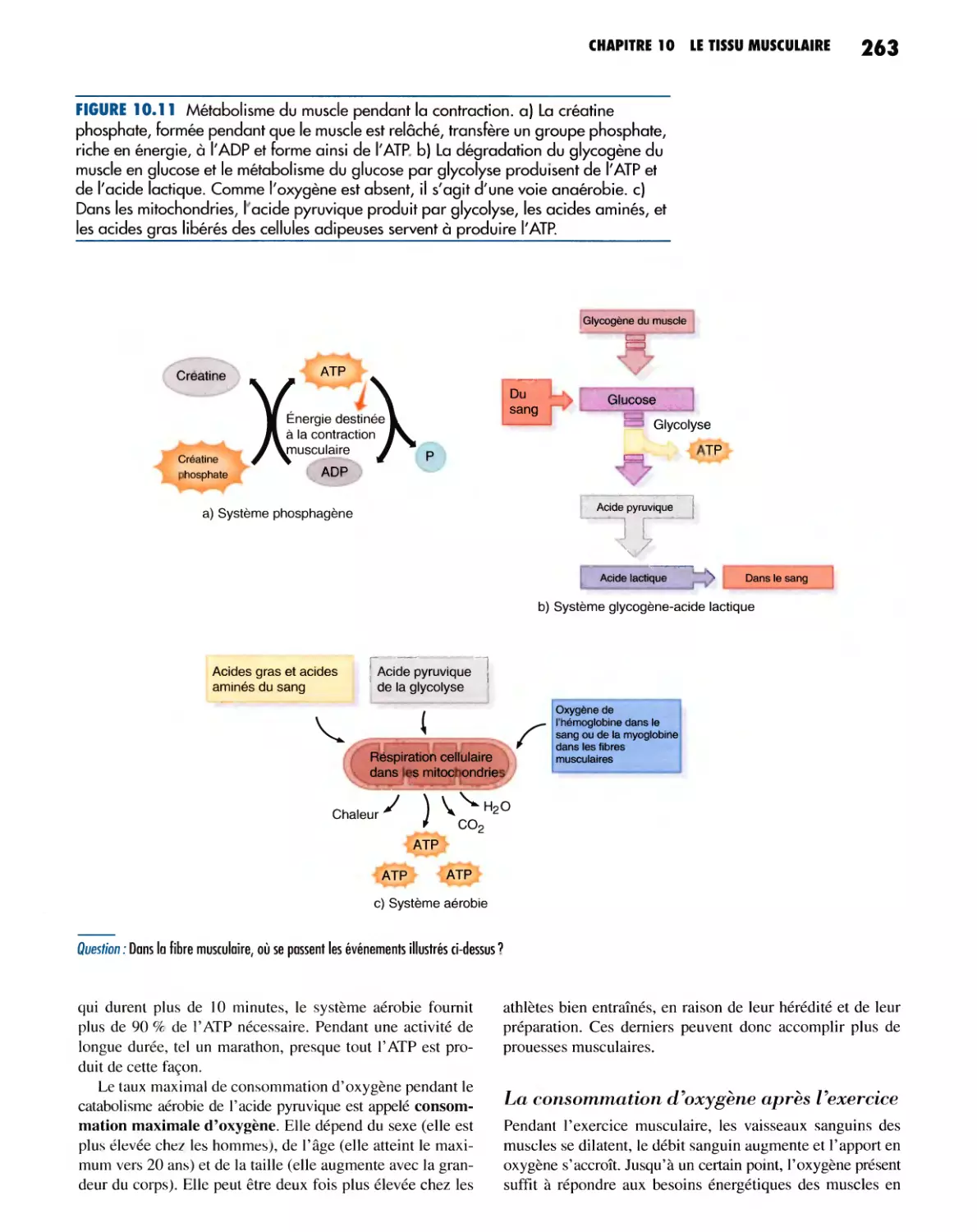 La consommation d'oxygène après l'exercice