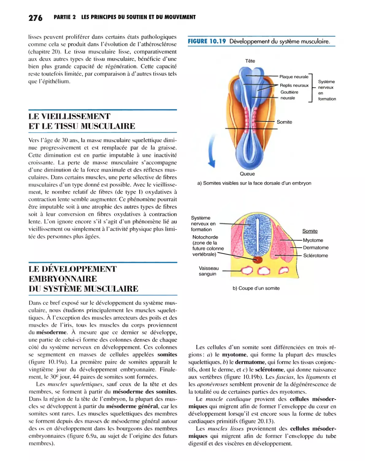 LE VIEILLISSEMENT ET LE TISSU MUSCULAIRE
LE DÉVELOPPEMENT EMBRYONNAIRE DU SYSTÈME MUSCULAIRE