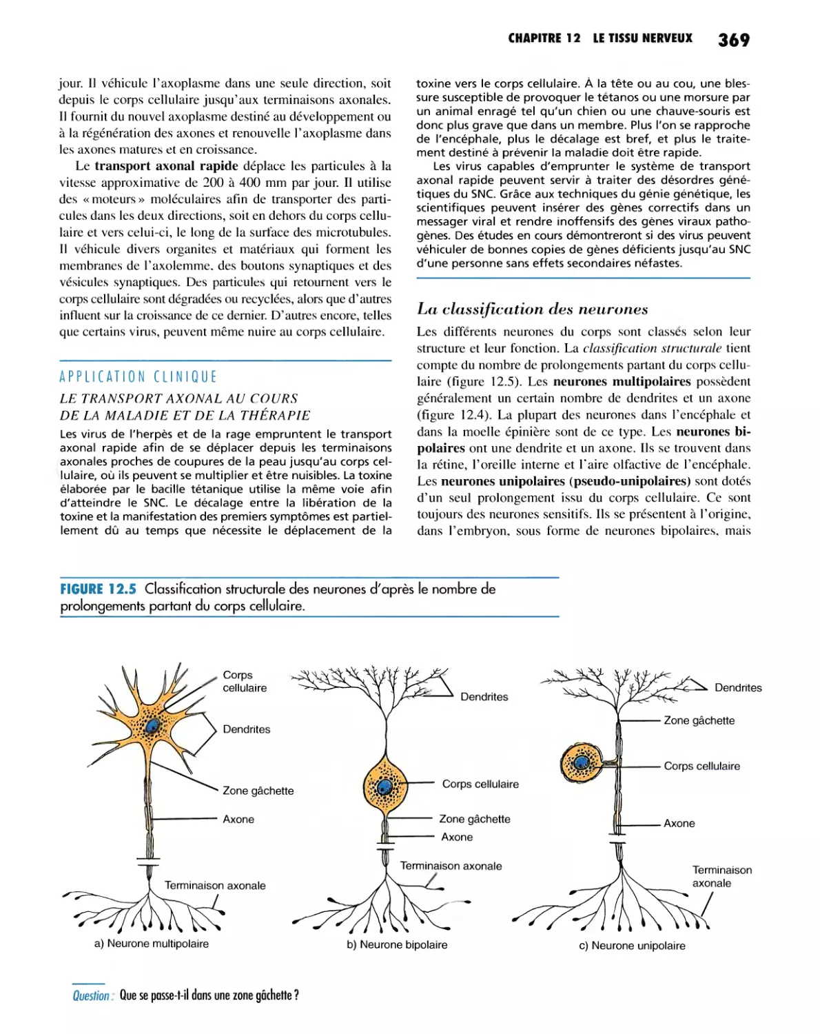 La classification des neurones