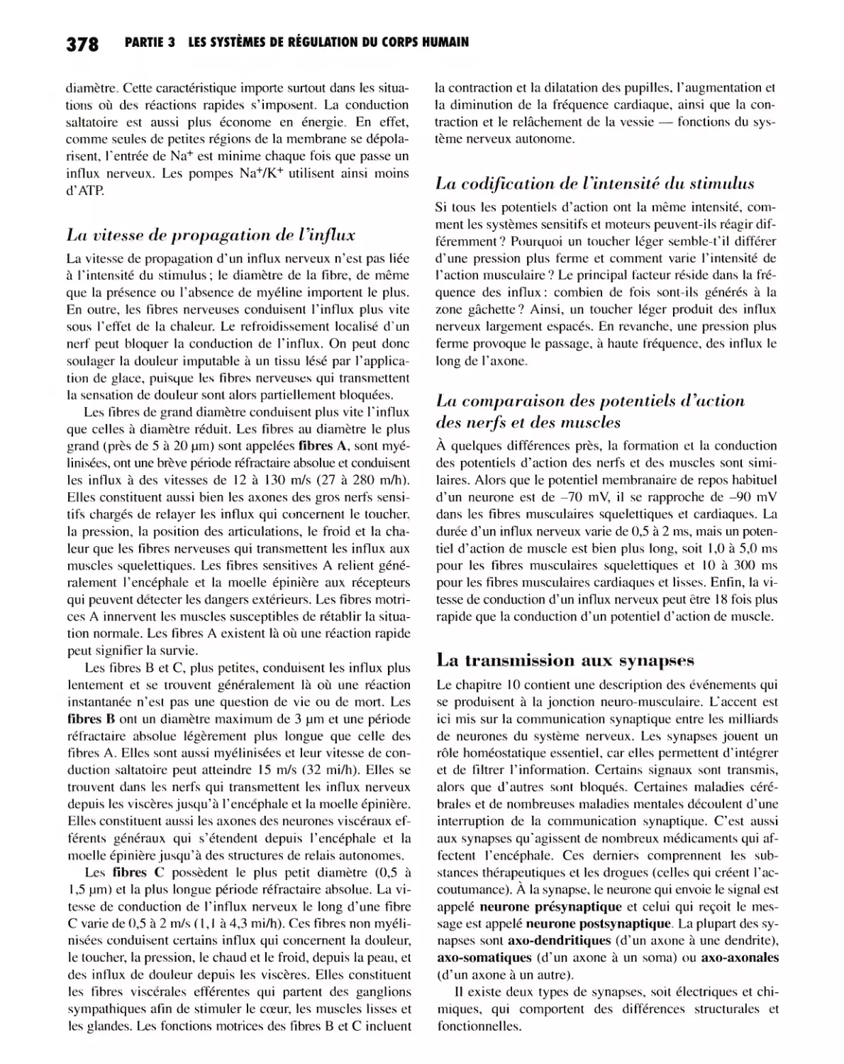 La vitesse de propagation de l'influx
La codification de l'intensité du stimulus
La comparaison des potentiels d'action des nerfs et des muscles
La transmission aux synapses