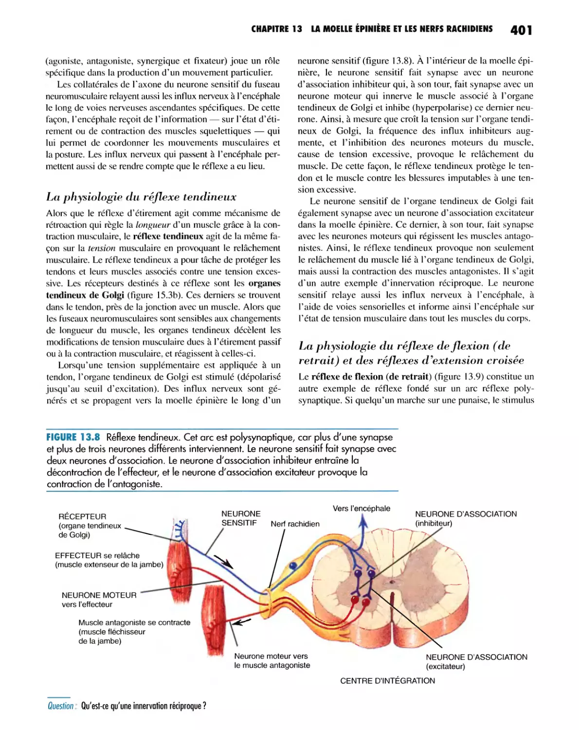 La physiologie du réflexe tendineux