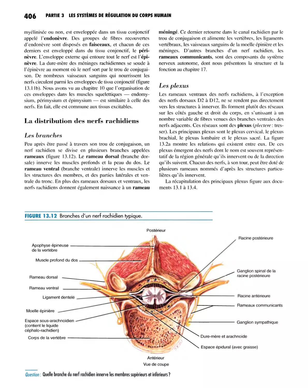 La distribution des nerfs rachidiens
Les plexus