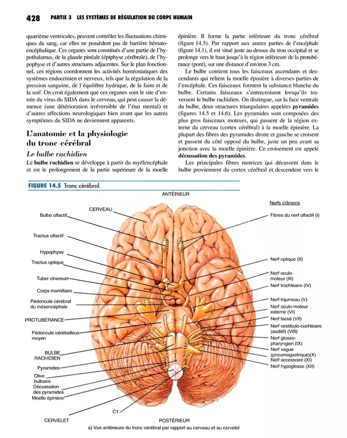 L'anatomie et la physiologie du tronc cérébral