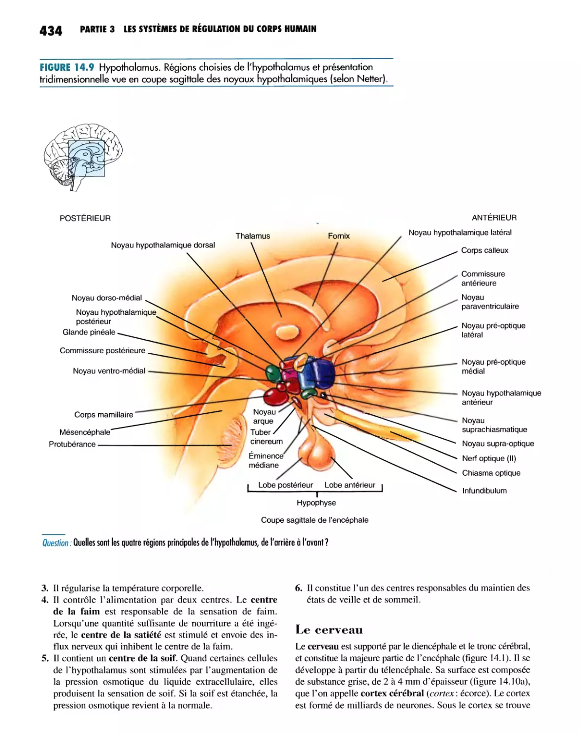 Le cerveau