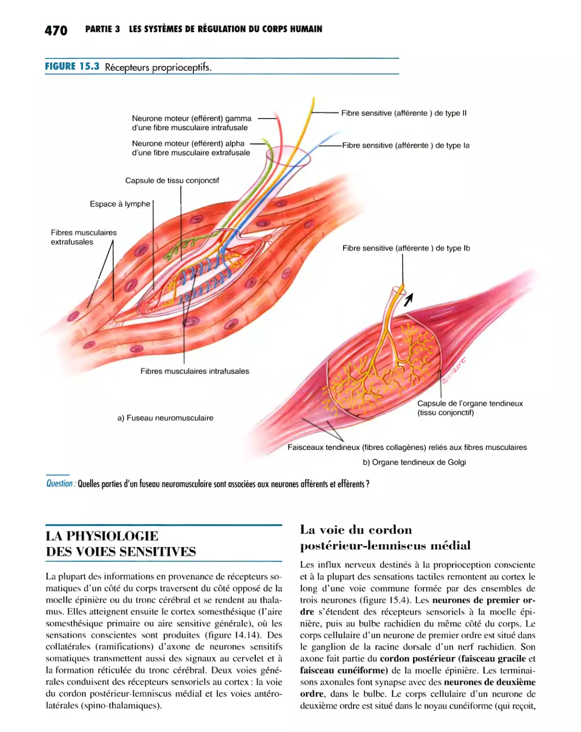 LA PHYSIOLOGIE DES VOIES SENSITIVES