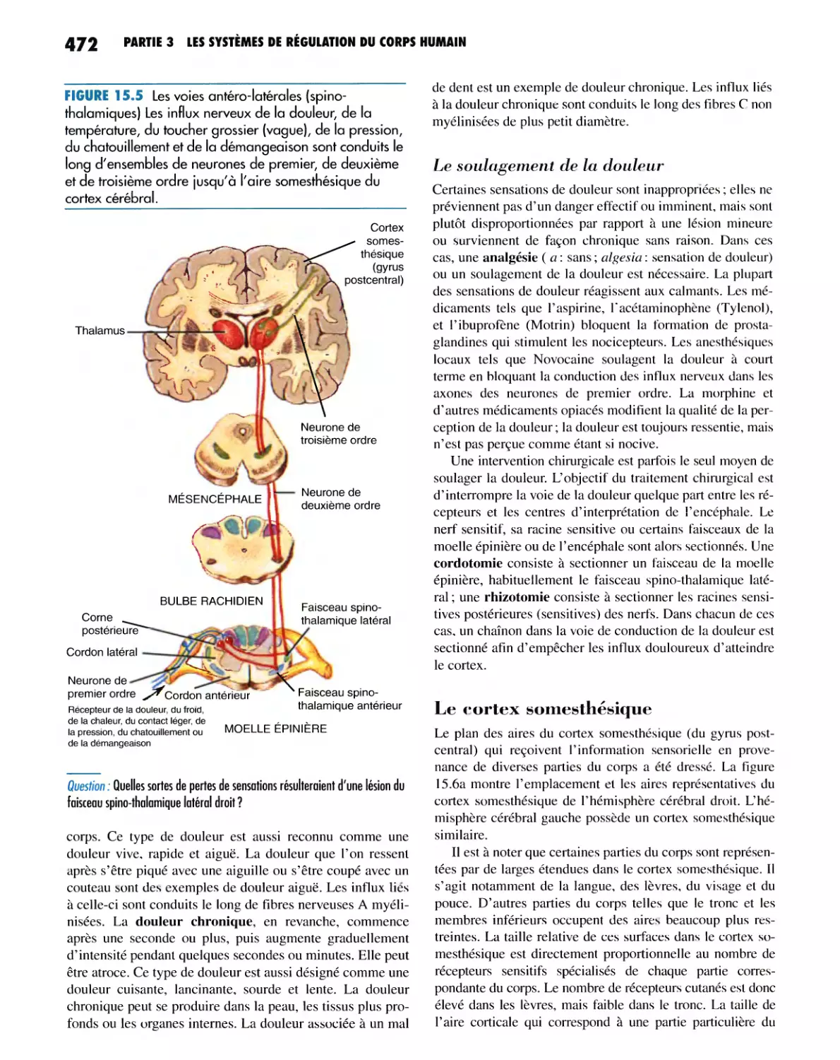 Le soulagement de la douleur
Le cortex somesthésique