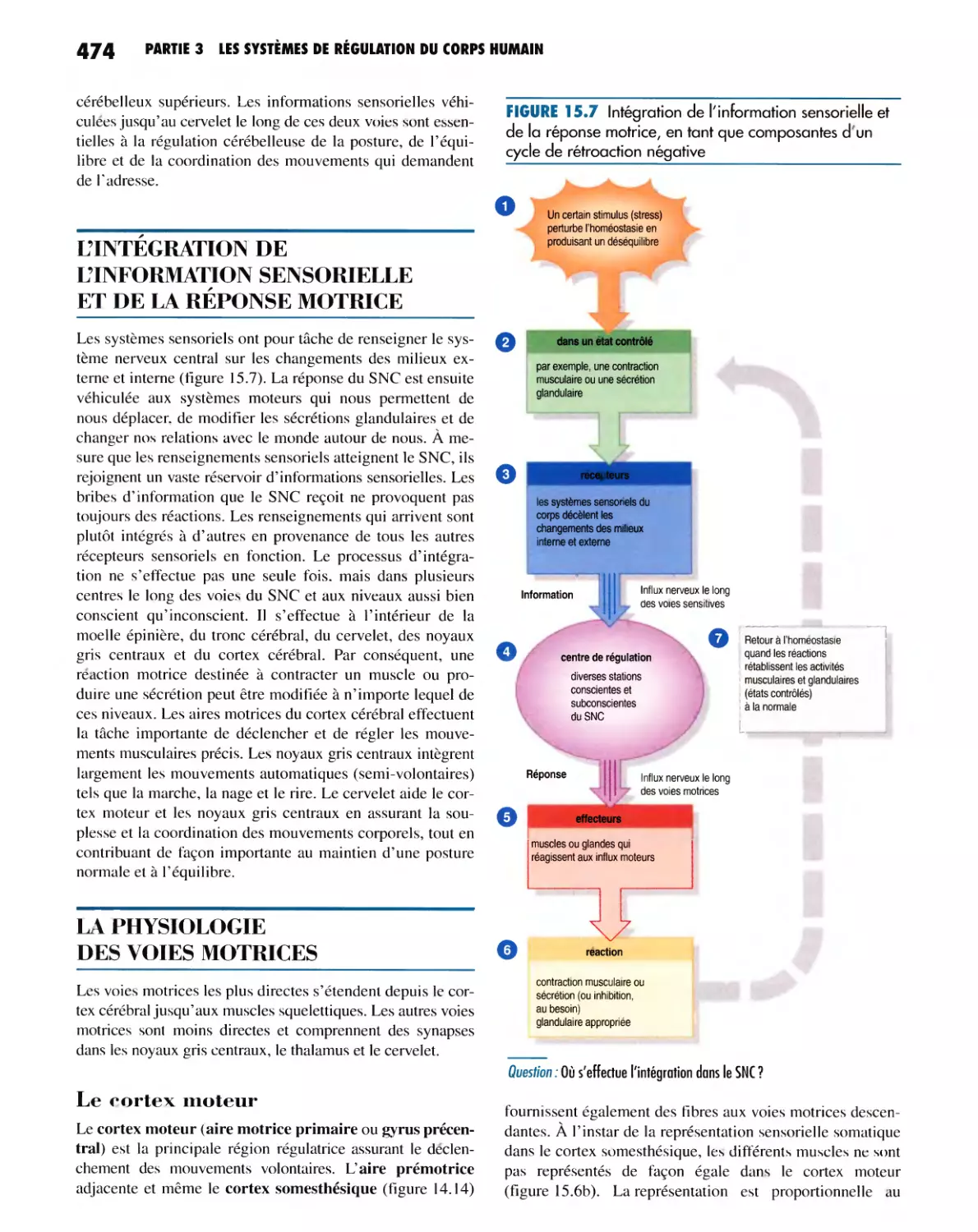 L'INTÉGRATION DE L'INFORMATION SENSORIELLE ET DE LA RÉPONSE MOTRICE
LA PHYSIOLOGIE DES VOIES MOTRICES