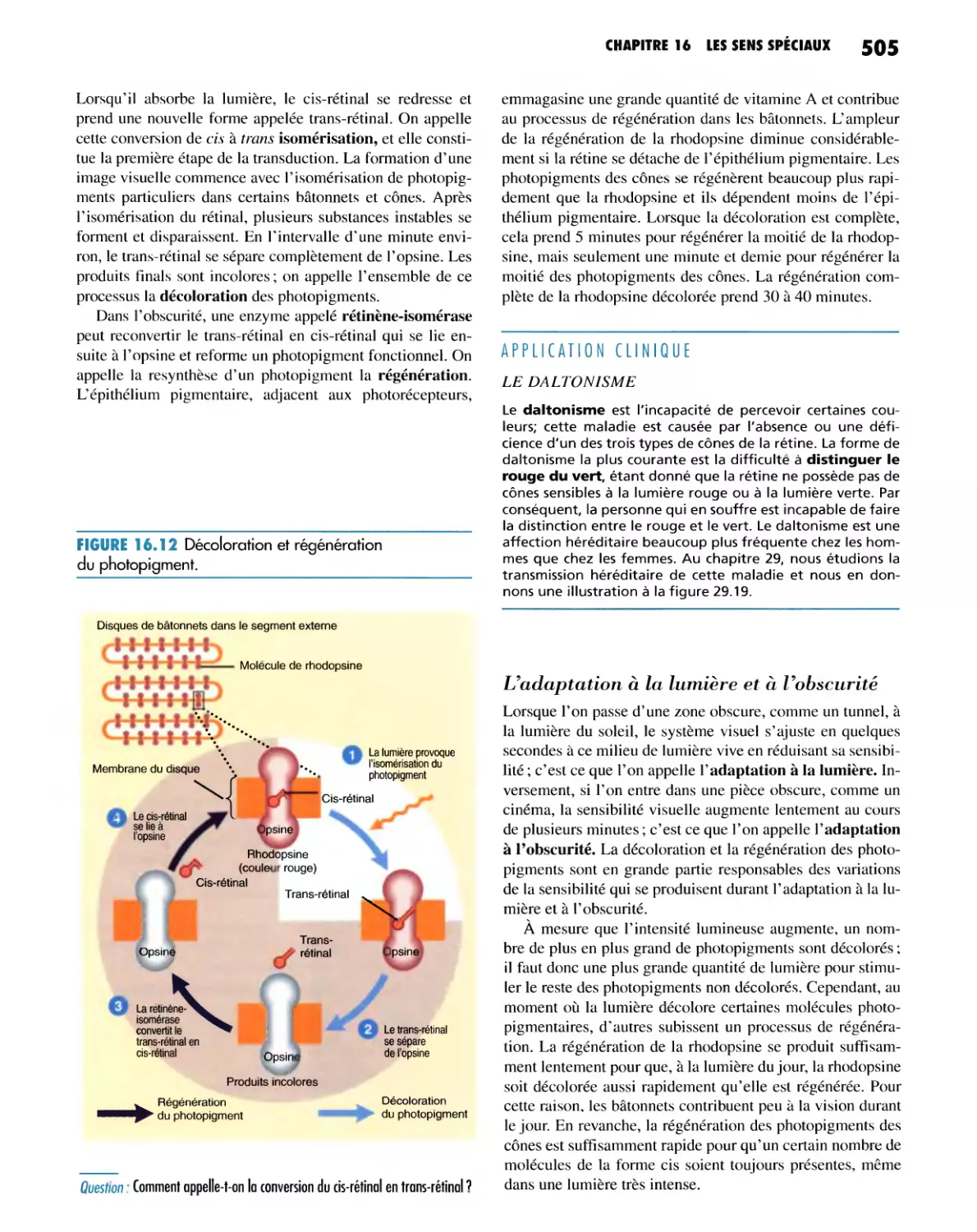 L'adaptation à la lumière et à l'obscurité