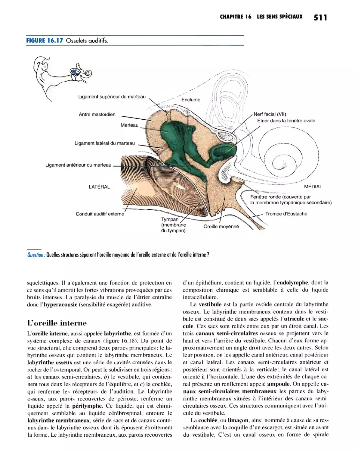 L'oreille interne