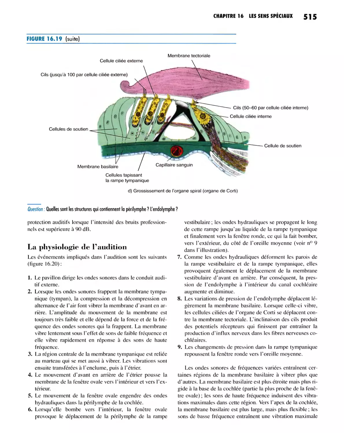 La physiologie de l'audition