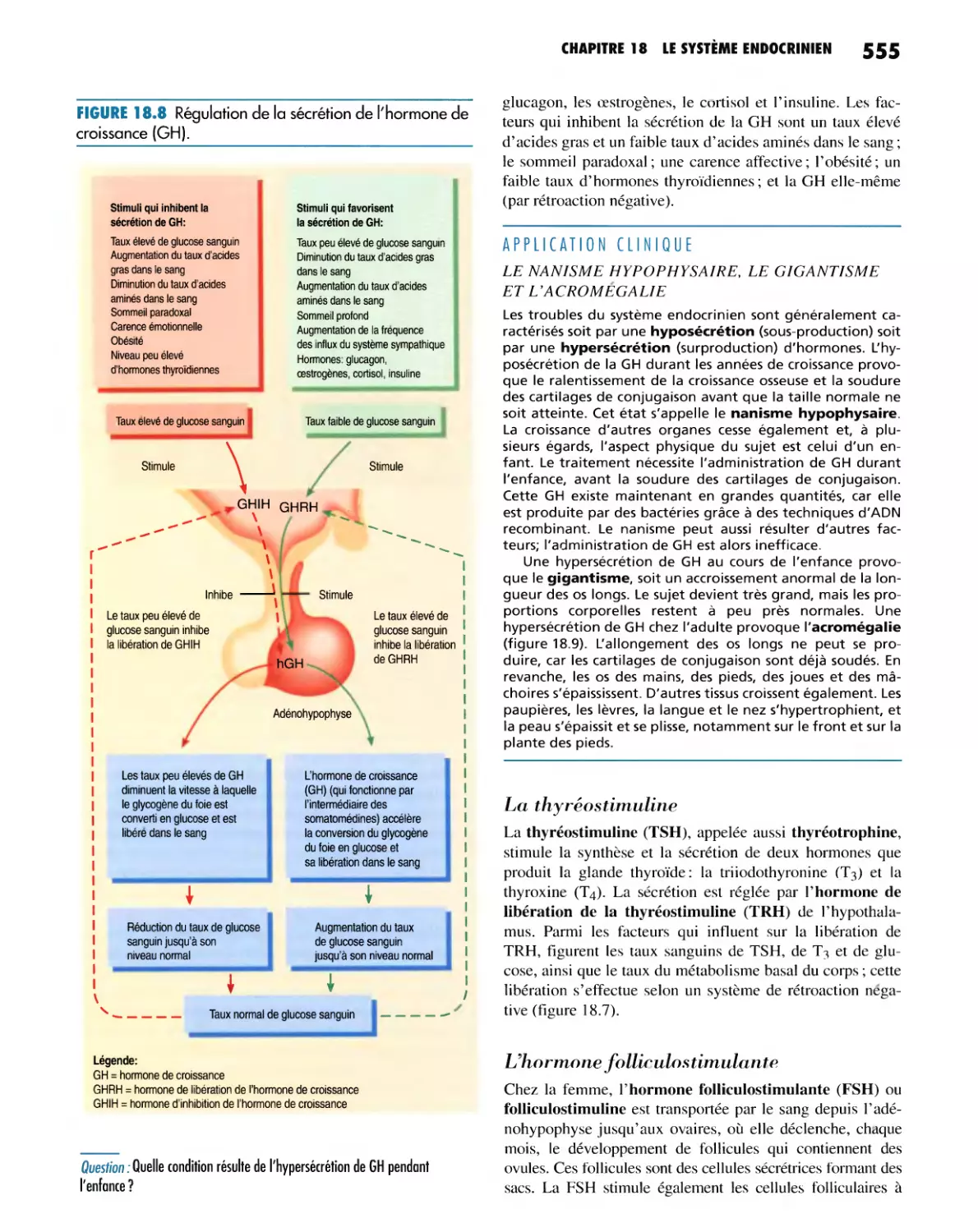 La thyréostimuline
L'hormone folliculostimulante