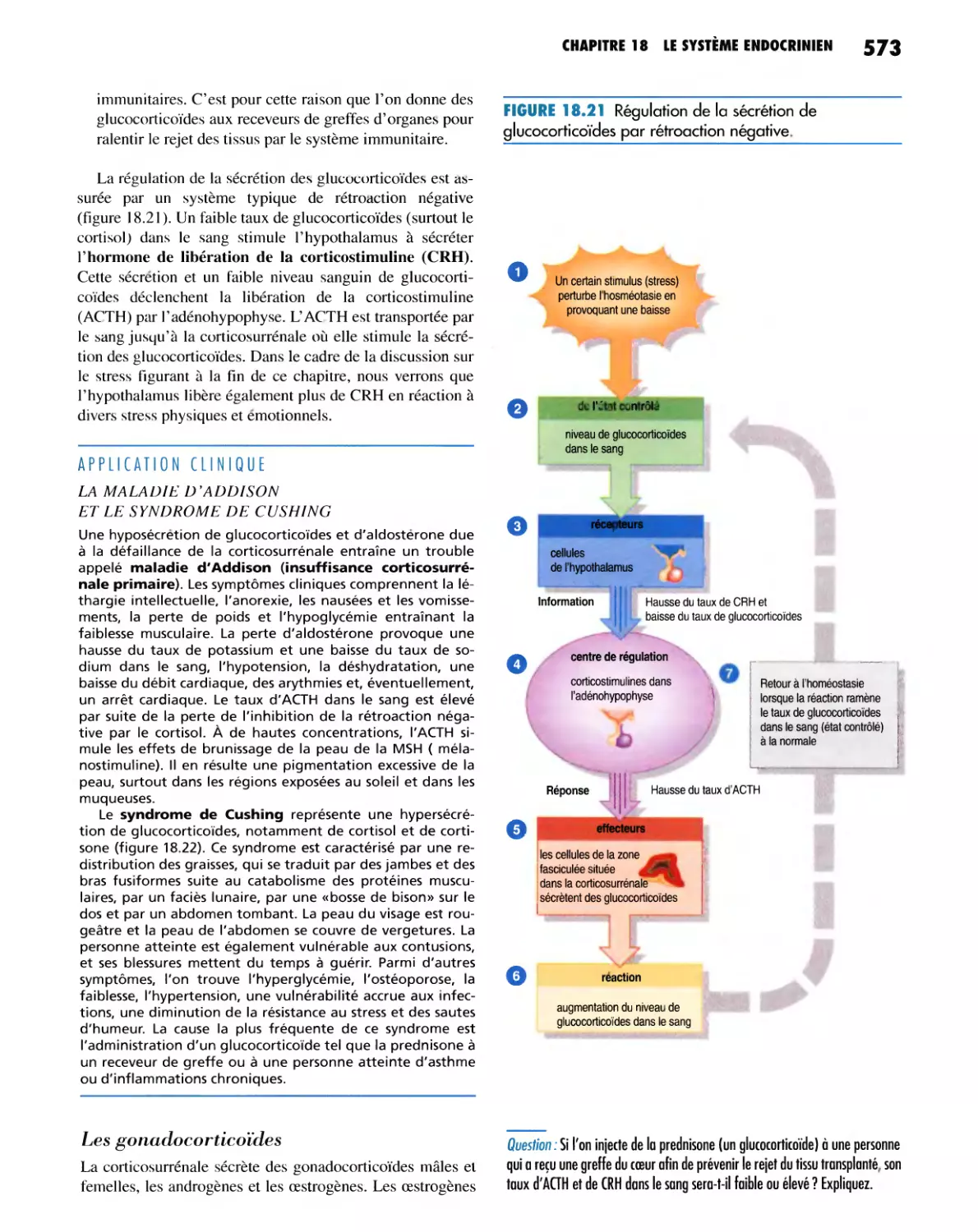 Les gonadocorticoïdes