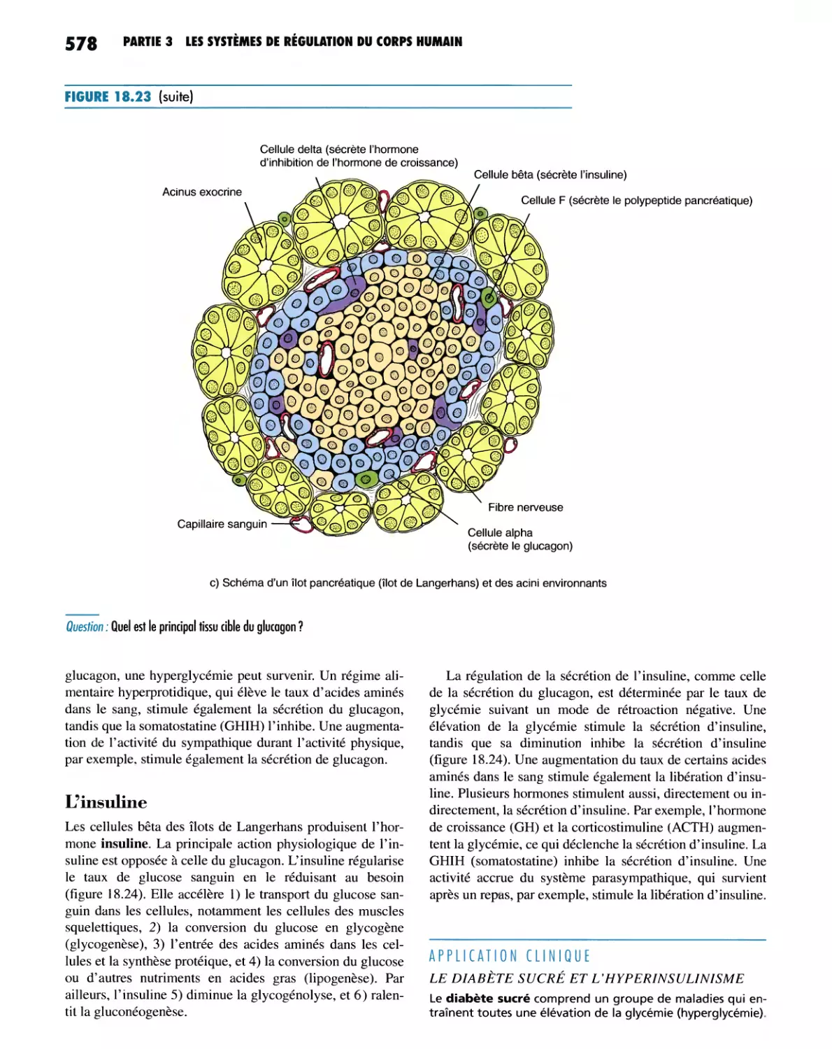 L'insuline