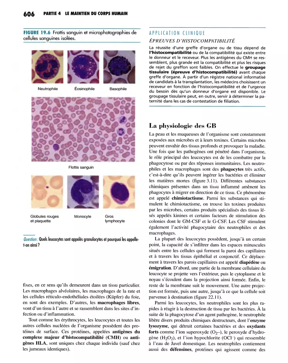 La physiologie des GB